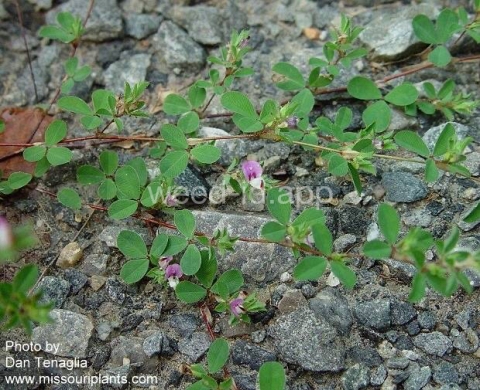lespedeza, Korean